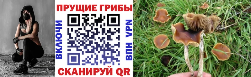 Псилоцибиновые грибы Cubensis  закладка  Обь 